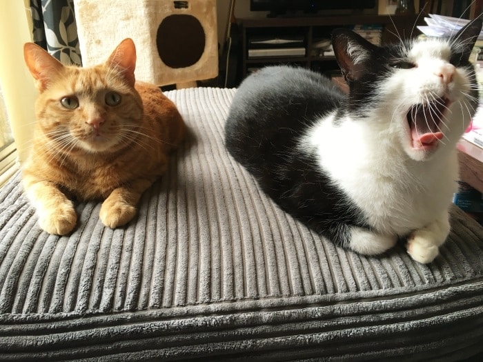 A ginger cat and black and white cat sat on a large grey cushion