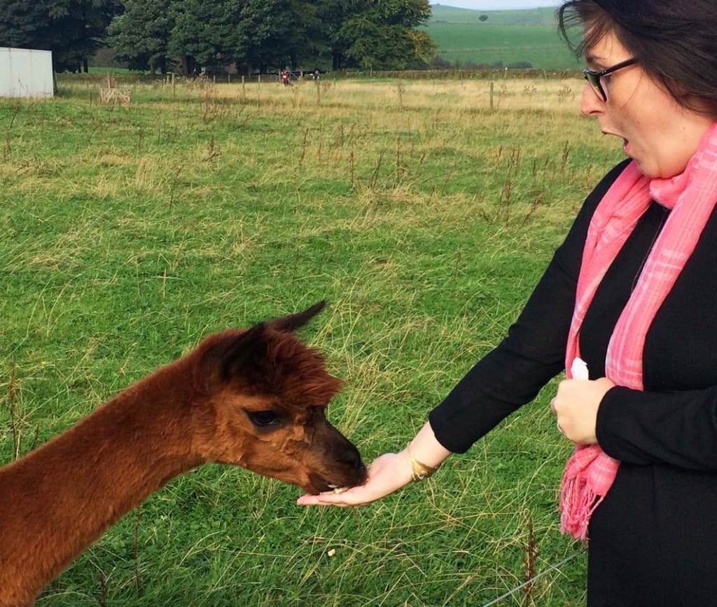 A brown alpaca eating food from a woman's hand. She looks shocked!