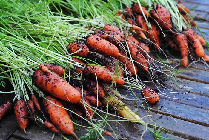 A large pile of dirty carrots that have just been dug up.