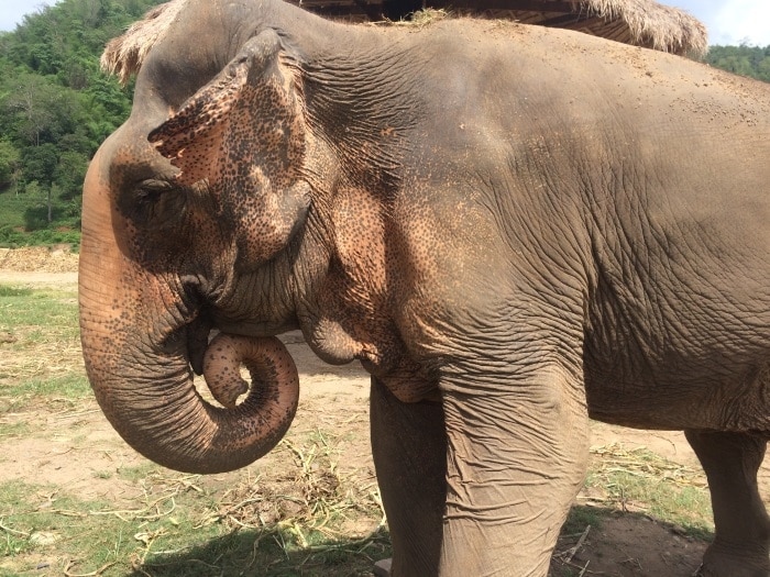 An elephant with its trunk curled