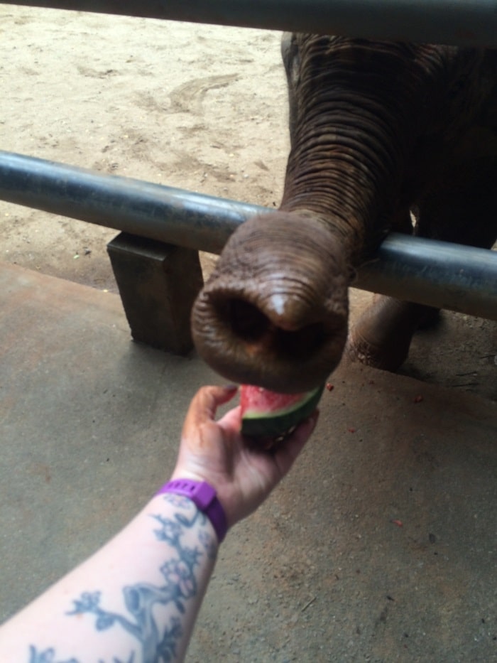 An elephant using its trunk to take some watermelon out of someone's hand.