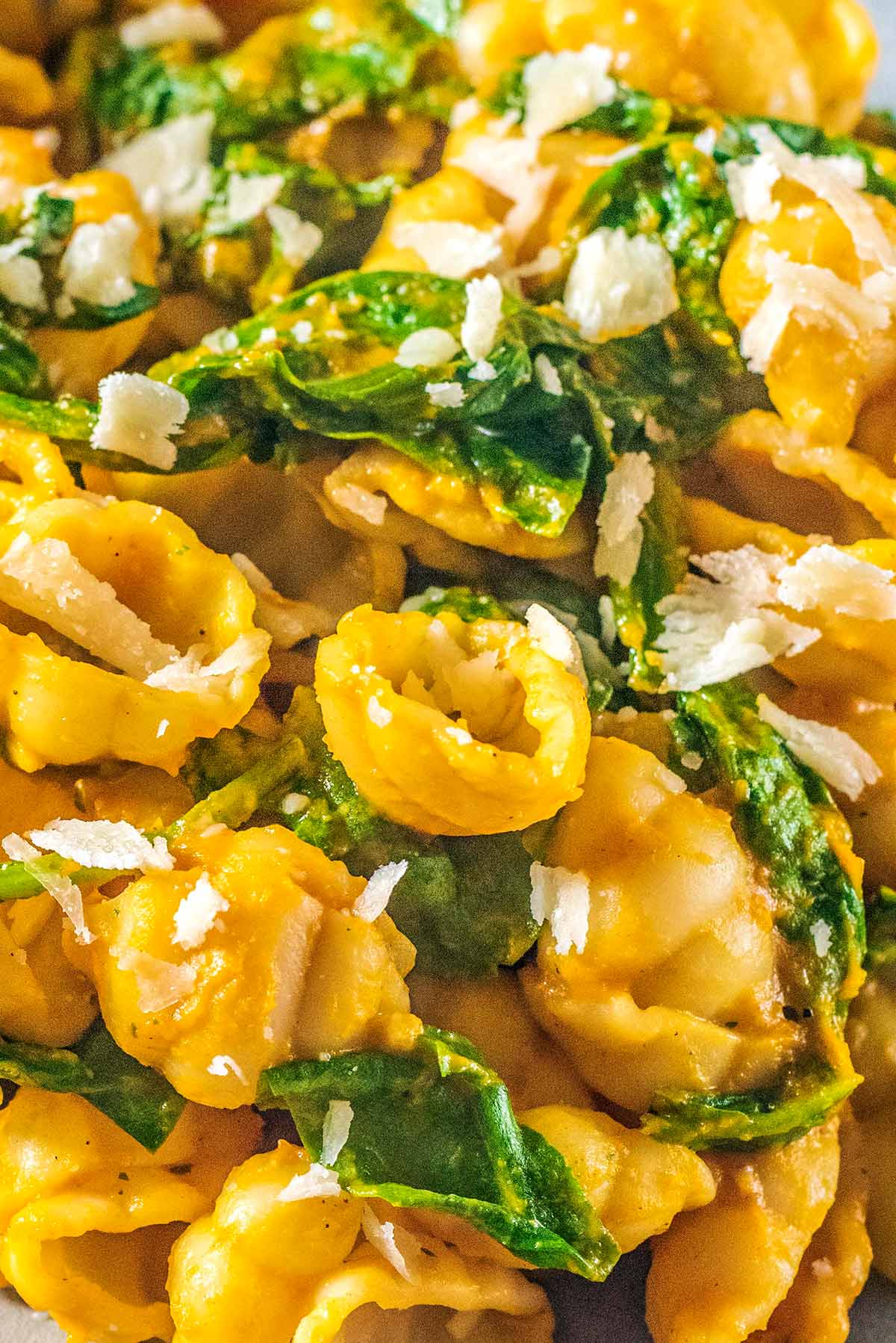 Cooked conchiglie pasta in a butternut squash sauce with wilted spinach and Parmesan shavings.