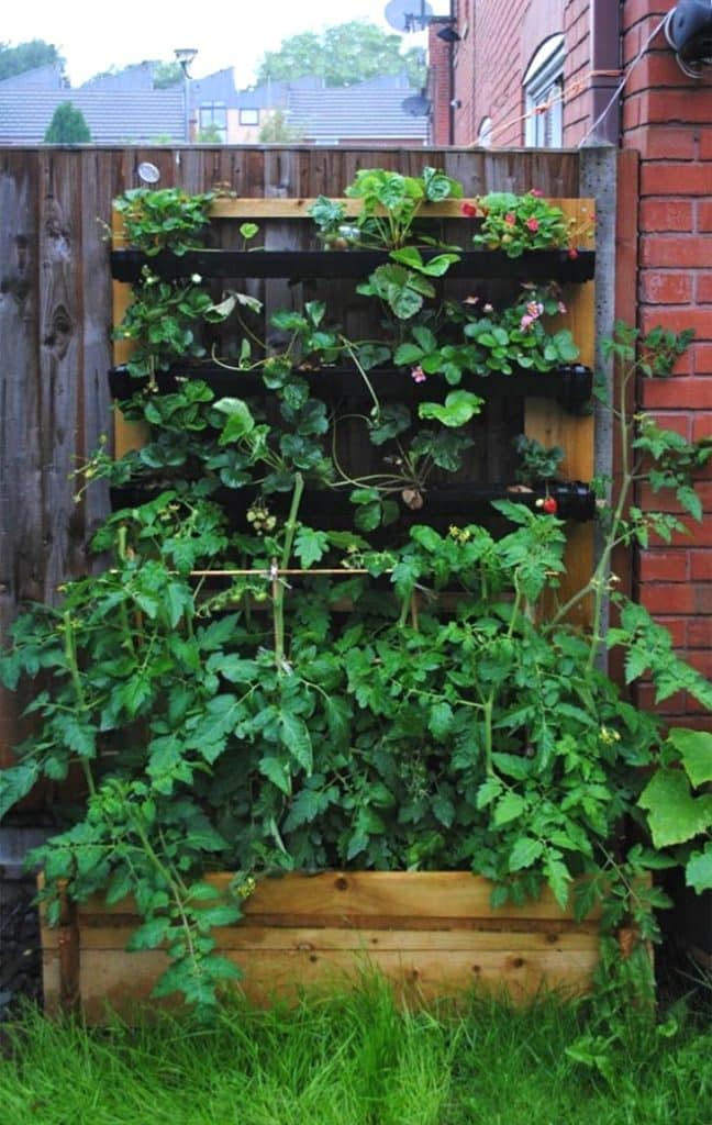 Tomato plants and strawberries growing in a homemade planter