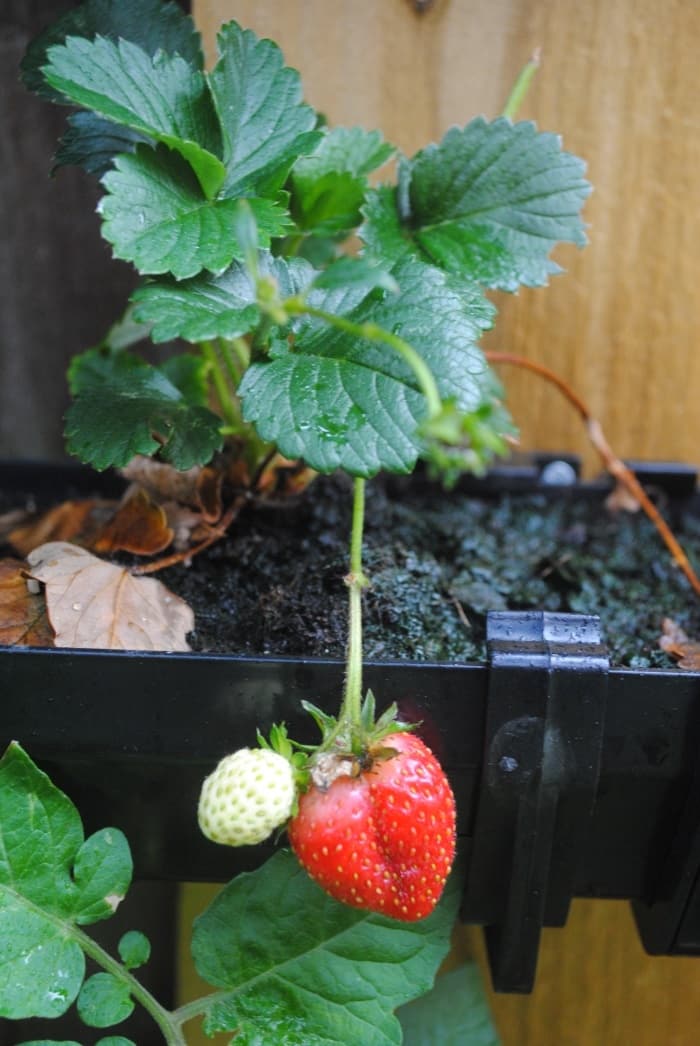 A strawberry plant growing in some black guttering.