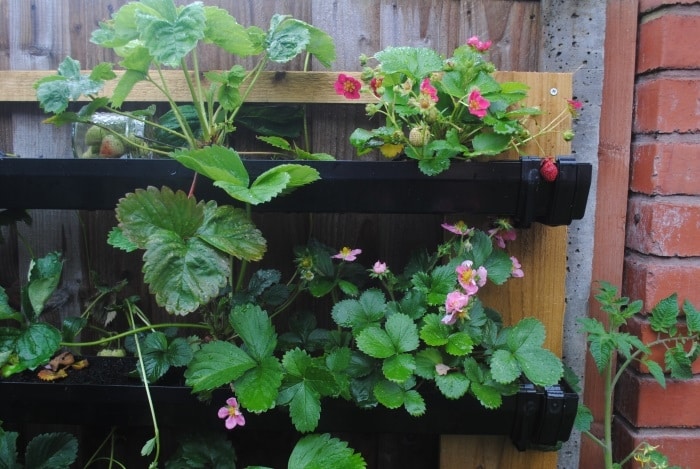 Two lengths of guttering with strawberry plants growing in them.