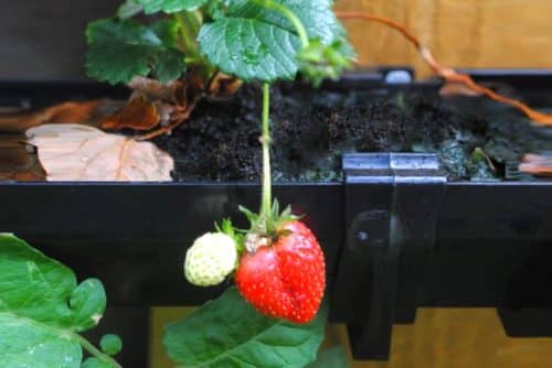 A strawberry hanging from a plant that is growing in a gutter