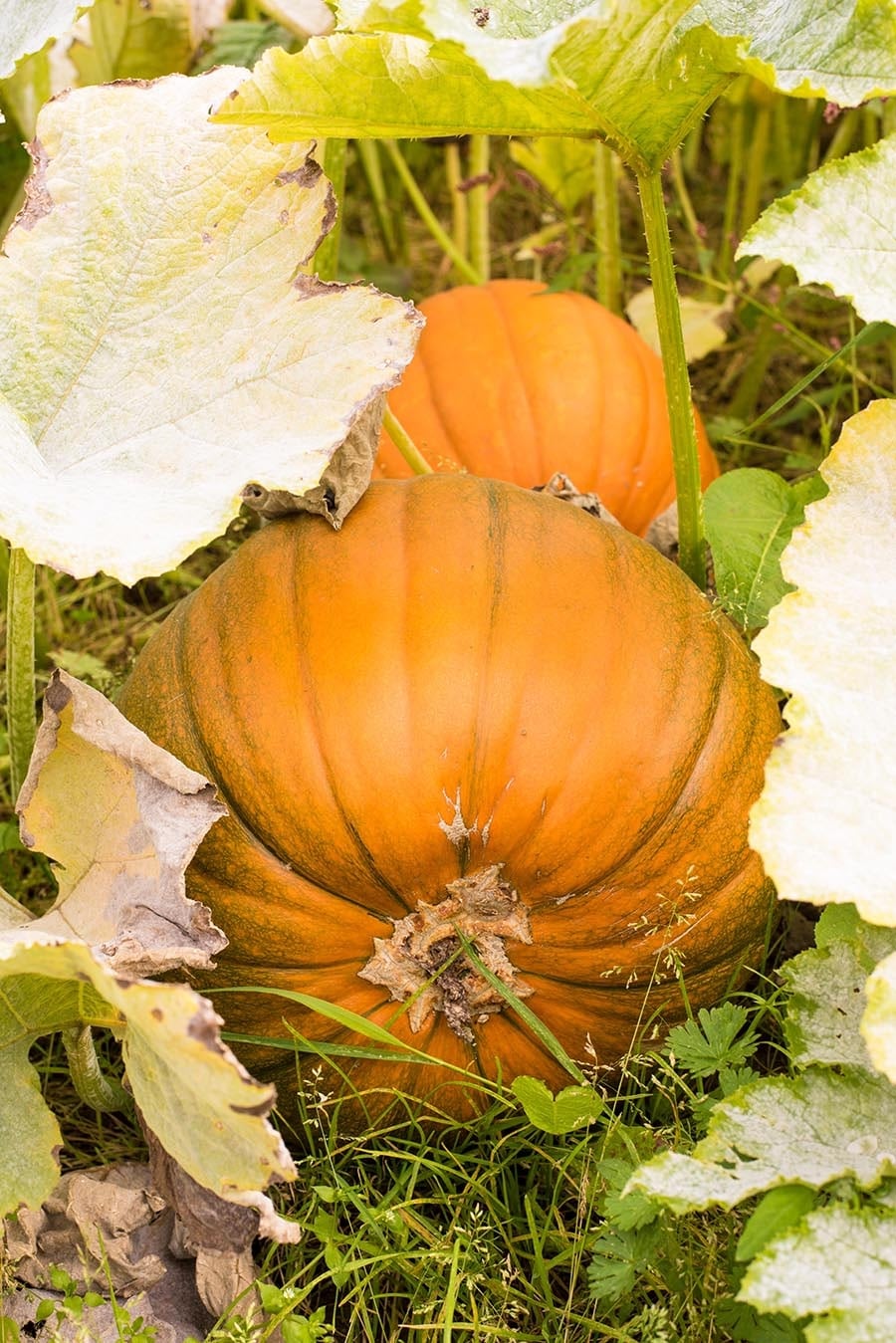 A large pumpkin in a field