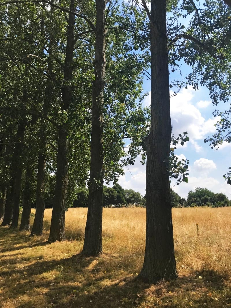 A row of trees in a field.