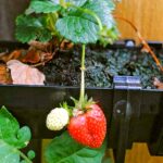A strawberry growing from some diy strawberry guttering.